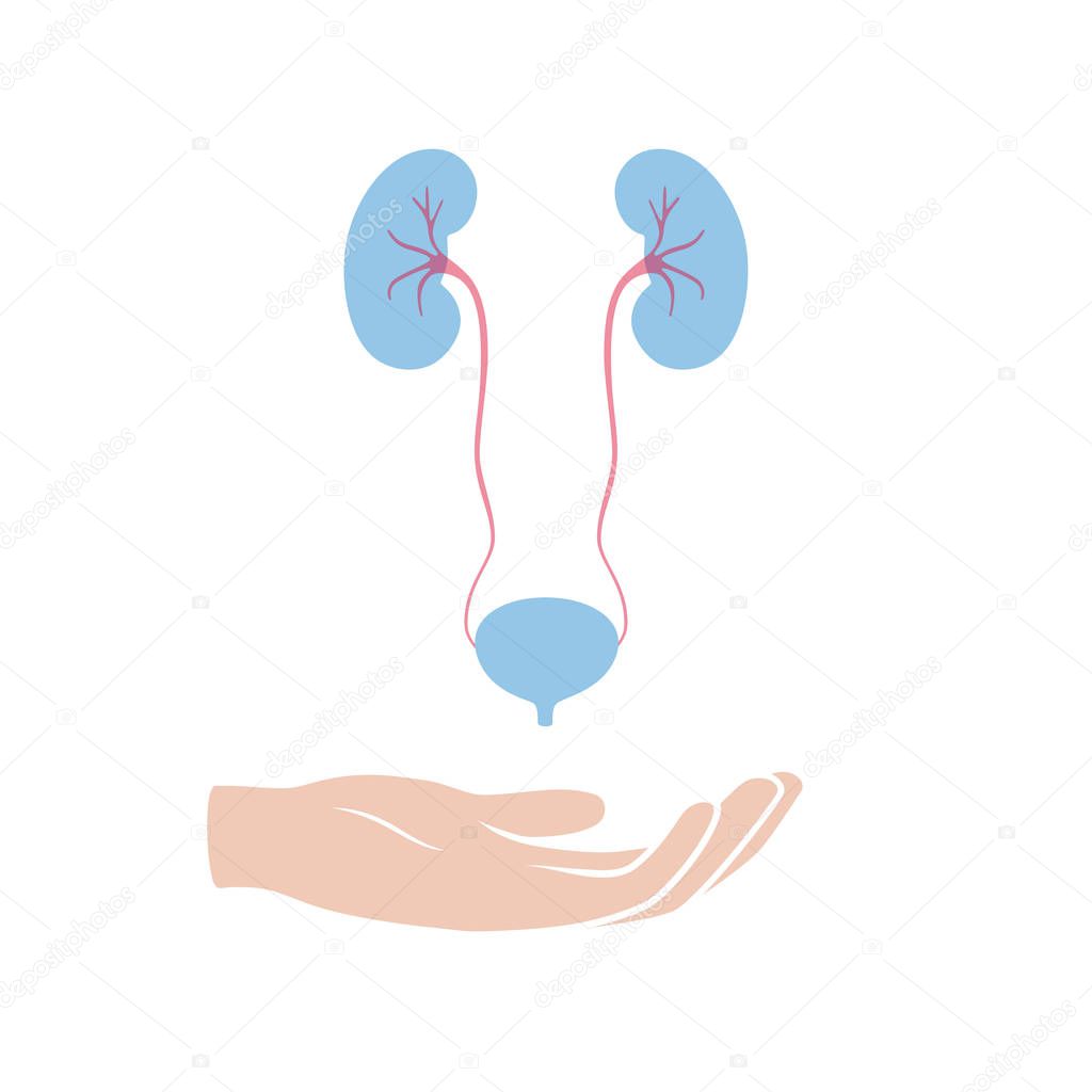 Vector isolated illustration of kidney anatomy. Human excretory system icon. Healthcare medical center, surgery, hospital, clinic, diagnostic logo. Internal donor organ symbol poster design. Donation
