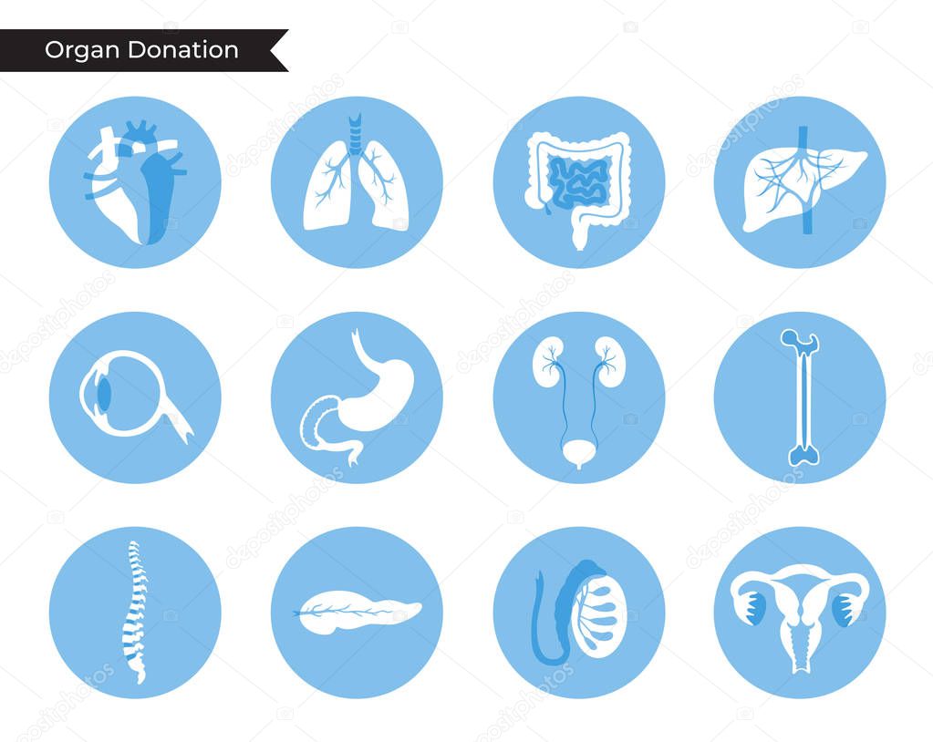 Vector illustration of donor organs