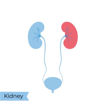 Böbreğin vektör izole çizimi 