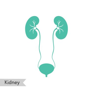 Böbreğin vektör izole çizimi 