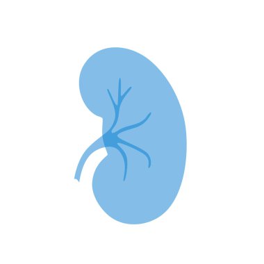 Böbreğin vektör izole çizimi 