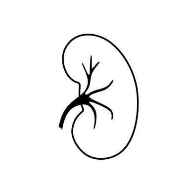 Böbreğin vektör izole çizimi 