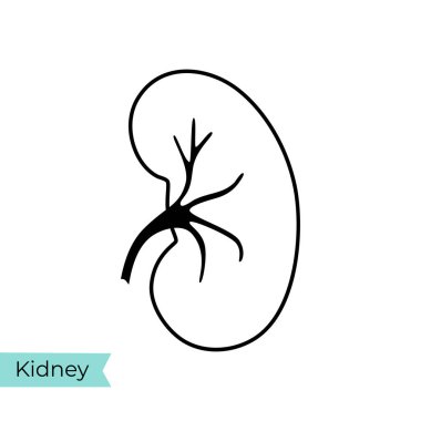 Böbreğin vektör izole çizimi 
