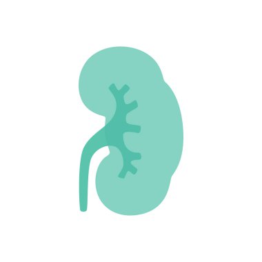 Böbreğin vektör izole çizimi 