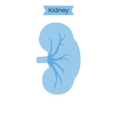 Böbreğin vektör izole çizimi 