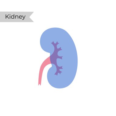 Böbreğin vektör izole çizimi 
