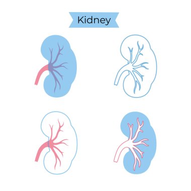 Böbreğin vektör izole çizimi 