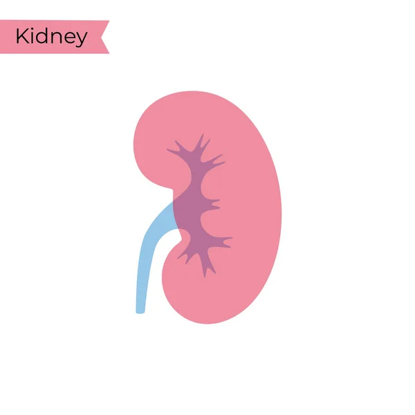 Векторная изолированная иллюстрация почки — стоковый вектор