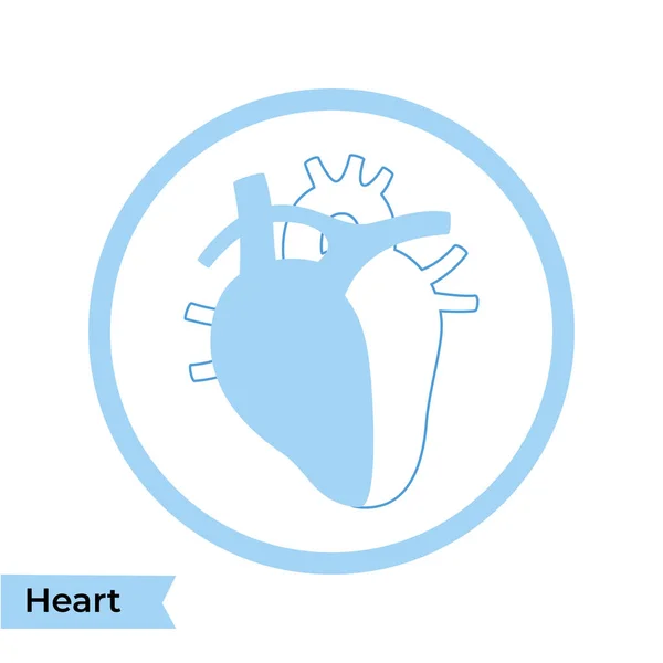 心臓のベクトル分離図 — ストックベクタ