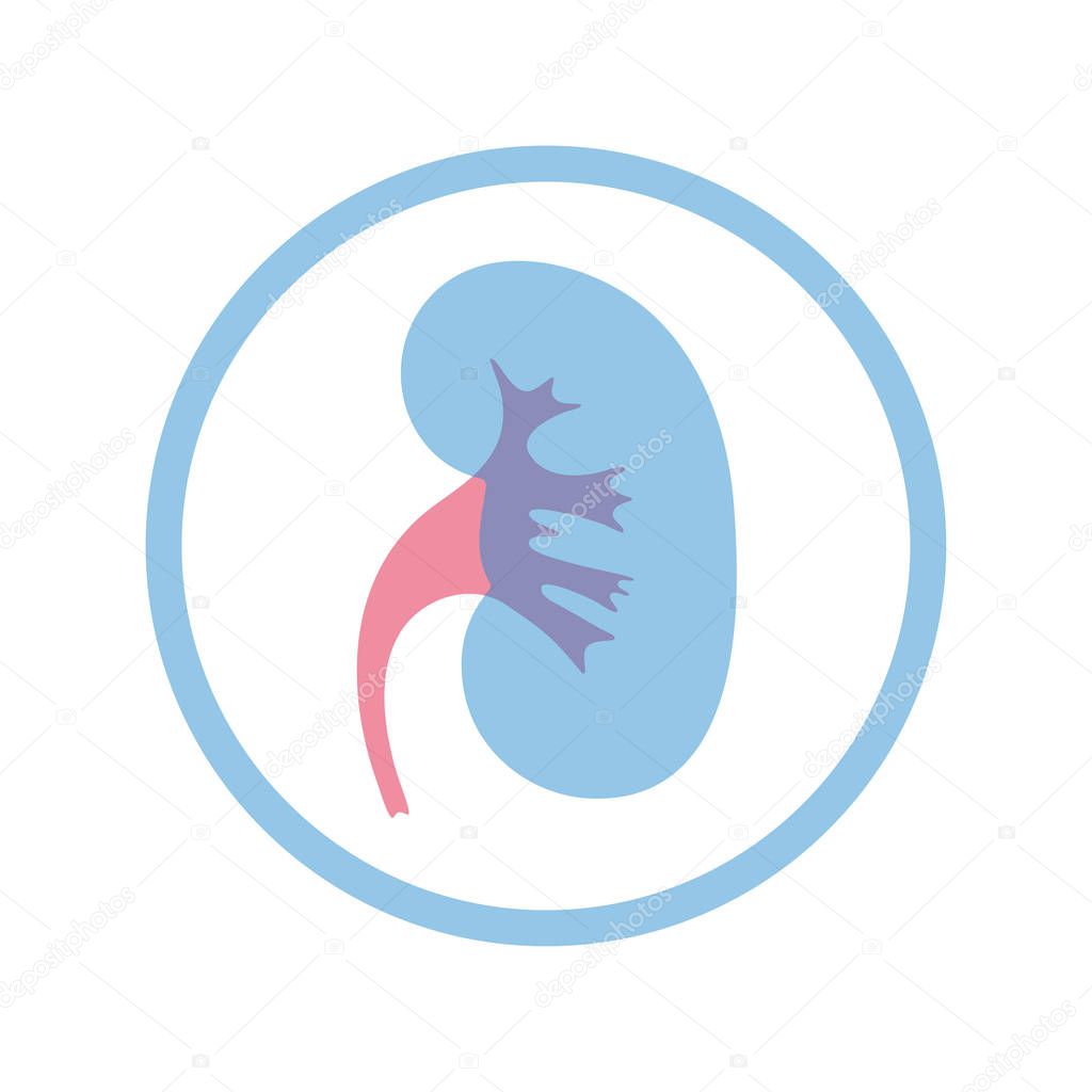 Vector isolated illustration of kidney anatomy. Human excretory system icon. Healthcare medical center, surgery, hospital, clinic, diagnostic logo. Internal donor organ symbol poster design. Donation