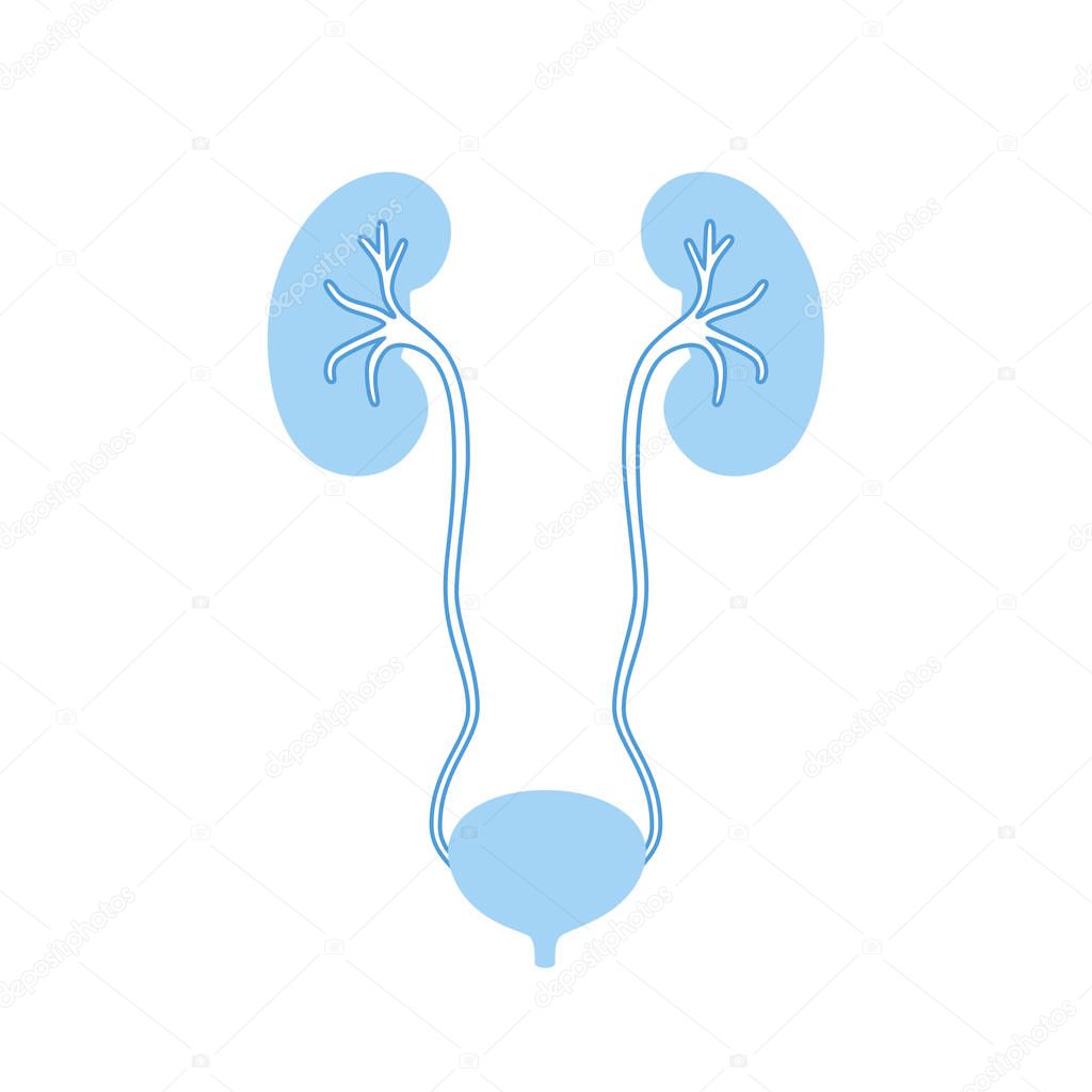 Vector isolated illustration of kidney anatomy. Human excretory system icon. Healthcare medical center, surgery, hospital, clinic, diagnostic logo. Internal donor organ symbol poster design. Donation