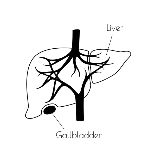 Ilustración aislada vectorial del hígado — Vector de stock