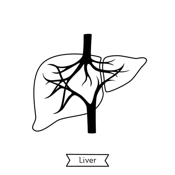 Ilustración aislada vectorial del hígado — Archivo Imágenes Vectoriales