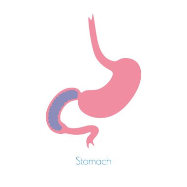 Mide izole edilmiş vektör illüstrasyonu