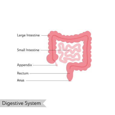 Bağırsak izole vektör çizim