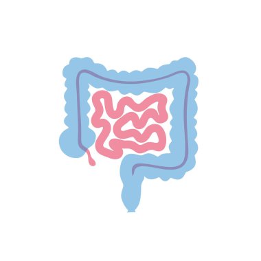 Vector isolated illustration of intestine clipart