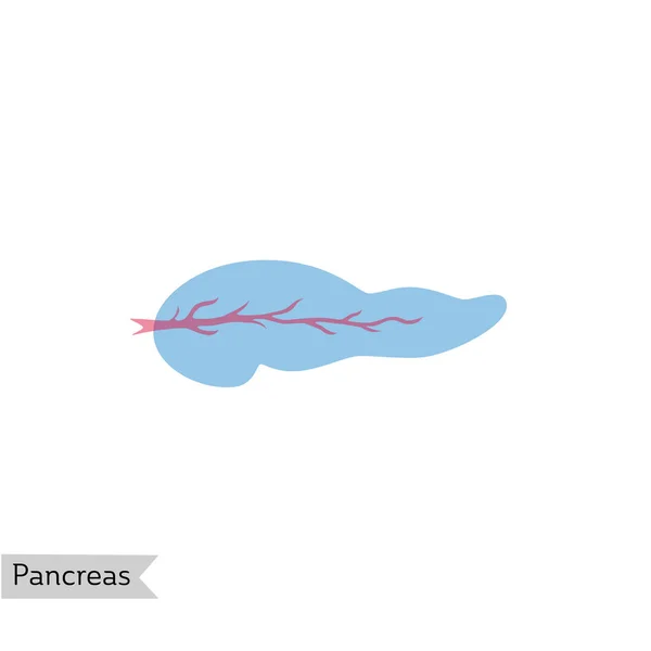 Ilustración aislada vectorial del páncreas — Vector de stock