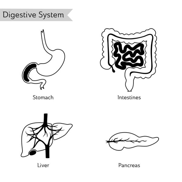 Vector illustration of human digestive system