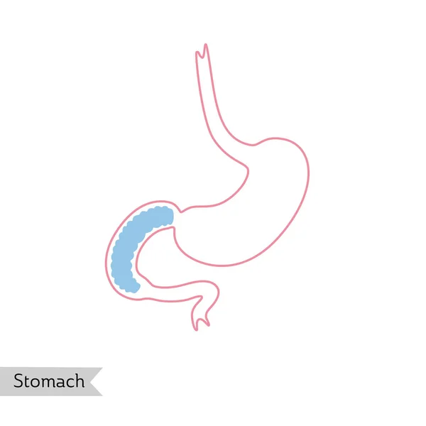 Wektor izolowany ilustracja żołądka — Wektor stockowy