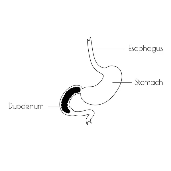 Ilustración aislada vectorial del estómago — Vector de stock