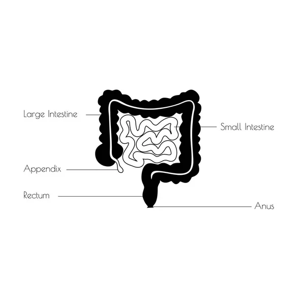 Geïsoleerd vectorillustratie van darm — Stockvector