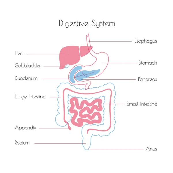 Ilustración vectorial del sistema digestivo humano — Vector de stock