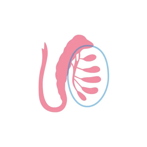 男性の生殖システムです。ベクトル図 — ストックベクタ