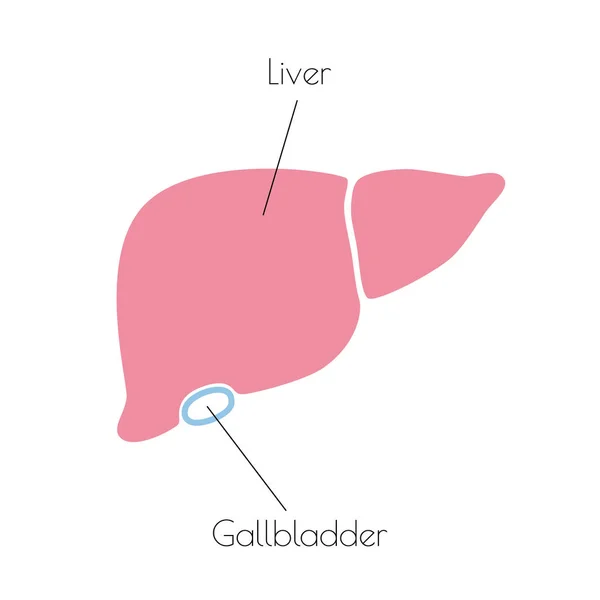 Ilustración Aislada Vectorial Anatomía Hepática Icono Del Sistema Digestivo Humano — Vector de stock