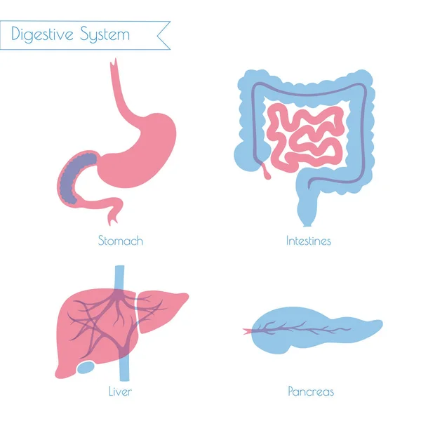 Ilustração vetorial do sistema digestivo humano — Vetor de Stock