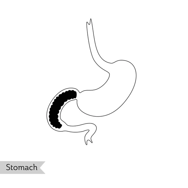 Ilustración aislada vectorial del estómago — Vector de stock