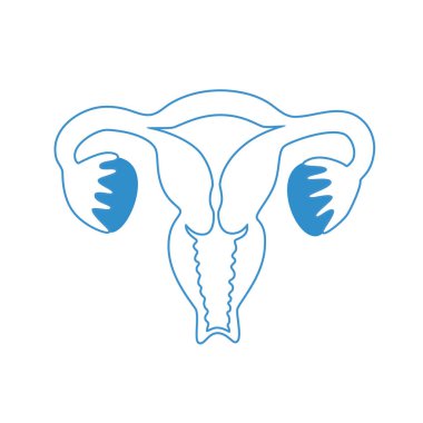 Vector isolated illustration of uterus clipart
