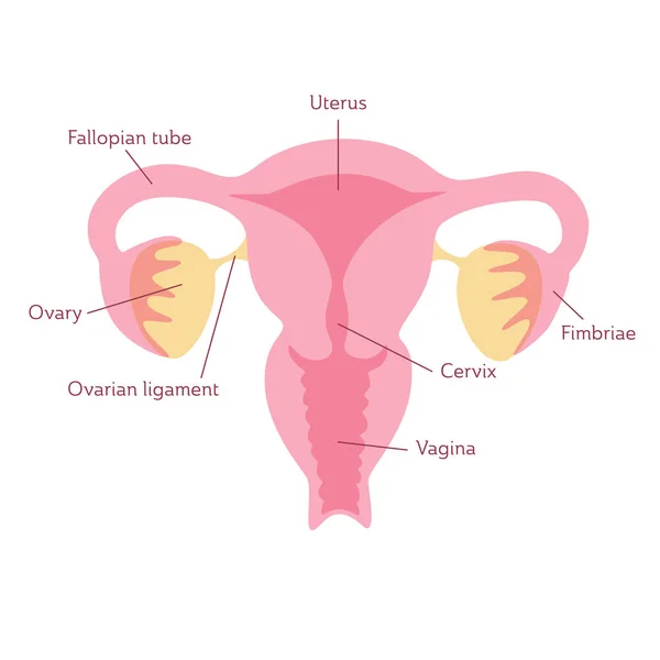 Vector geïsoleerde illustratie van de baarmoeder — Stockvector