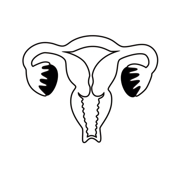 Illustrazione isolata vettoriale dell'utero — Vettoriale Stock