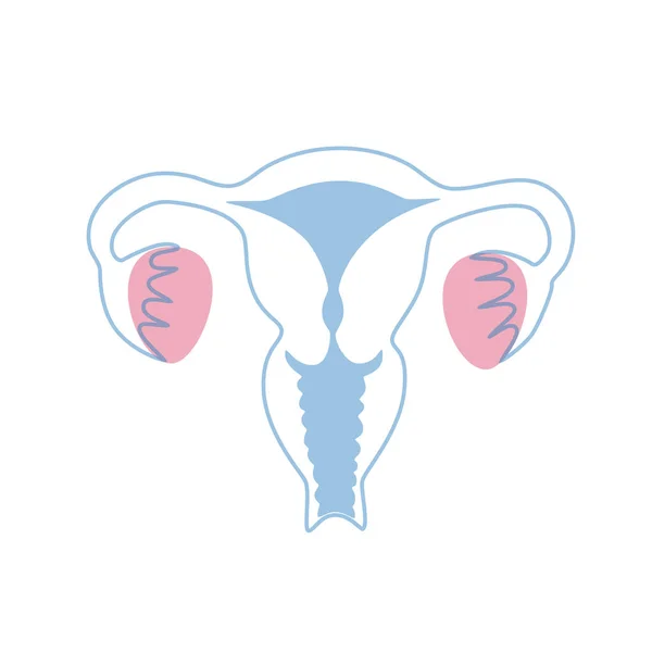 Vektorové izolované ilustrace dělohy — Stockový vektor