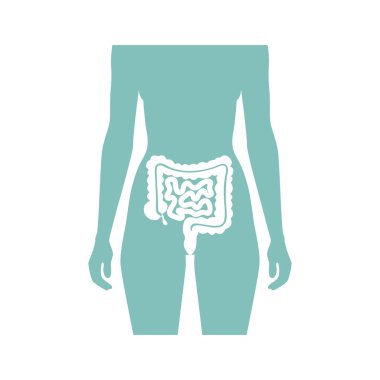 İnce ve kalın bağırsağın vektör çizimi