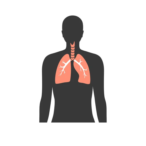 Векторні ізольовані ілюстрації легень — стоковий вектор