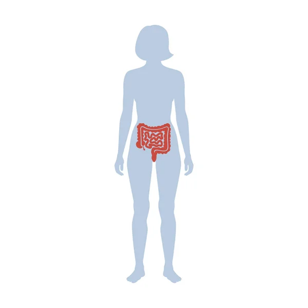 Ilustración vectorial de intestino grueso y delgado — Vector de stock