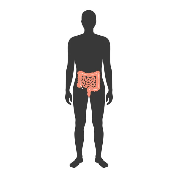 Ilustração vetorial do intestino grande e pequeno — Vetor de Stock