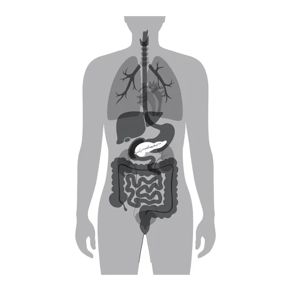 Ilustração vetorial isolada do pâncreas — Vetor de Stock