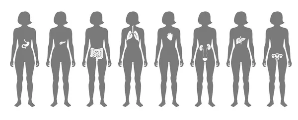 Vector de órganos internos humanos — Archivo Imágenes Vectoriales