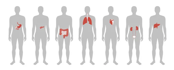 人类内脏器官载体 — 图库矢量图片