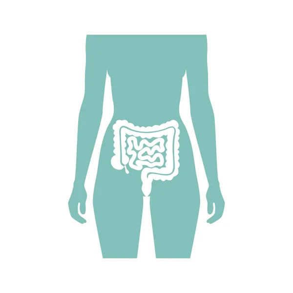 Ilustración vectorial de intestino grueso y delgado — Archivo Imágenes Vectoriales