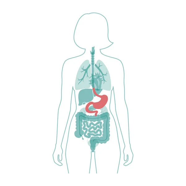 Vector estómago ilustración — Archivo Imágenes Vectoriales