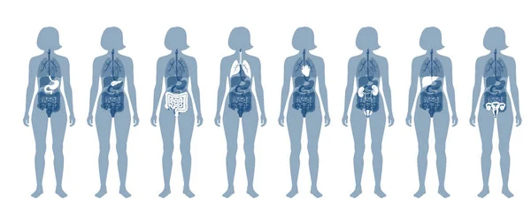 Vector de órganos internos humanos — Vector de stock