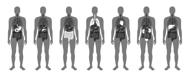 Vector de órganos internos humanos — Archivo Imágenes Vectoriales