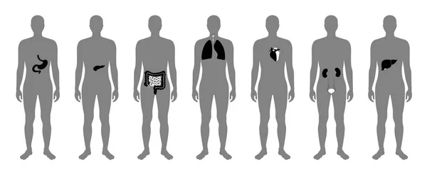 Vector de órganos internos humanos — Archivo Imágenes Vectoriales