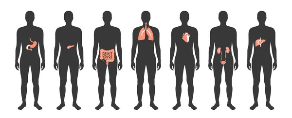 Vetor de órgãos internos humanos — Vetor de Stock