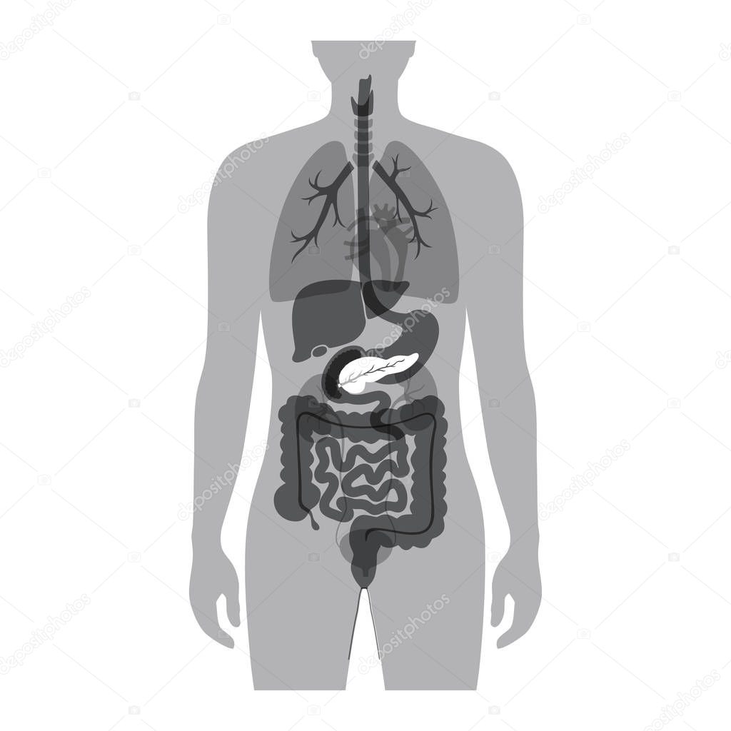 Vector isolated illustration of pancreas anatomy. Human digestive system icon. Healthcare medical center, surgery, hospital, clinic, diagnostic logo. Internal organ symbol poster design. Donation