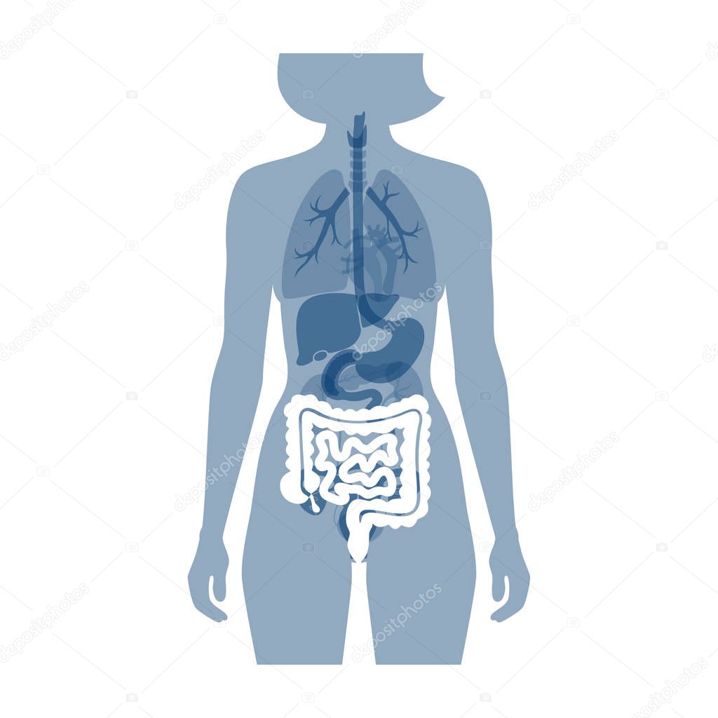Vector illustration of large and small intestine