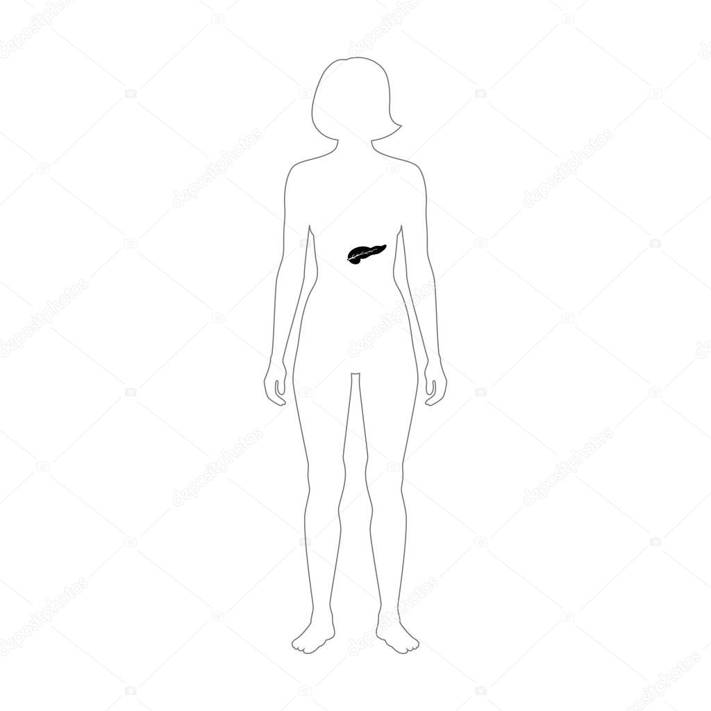 Vector isolated illustration of pancreas anatomy. Human digestive system icon. Healthcare medical center, surgery, hospital, clinic, diagnostic logo. Internal organ symbol poster design. Donation